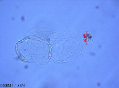 Juncus arcticus - lame n° 28084